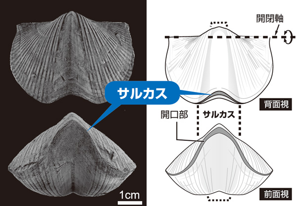 tokyou_fig02.jpg